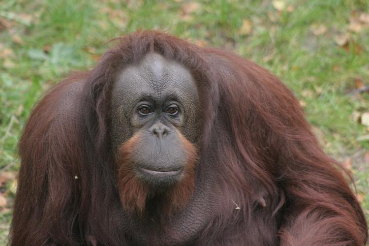 Orangutangen Anna er 36 år. 