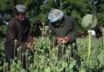 Det meste af verdens opium og herion kommer fra Afghanistan. 