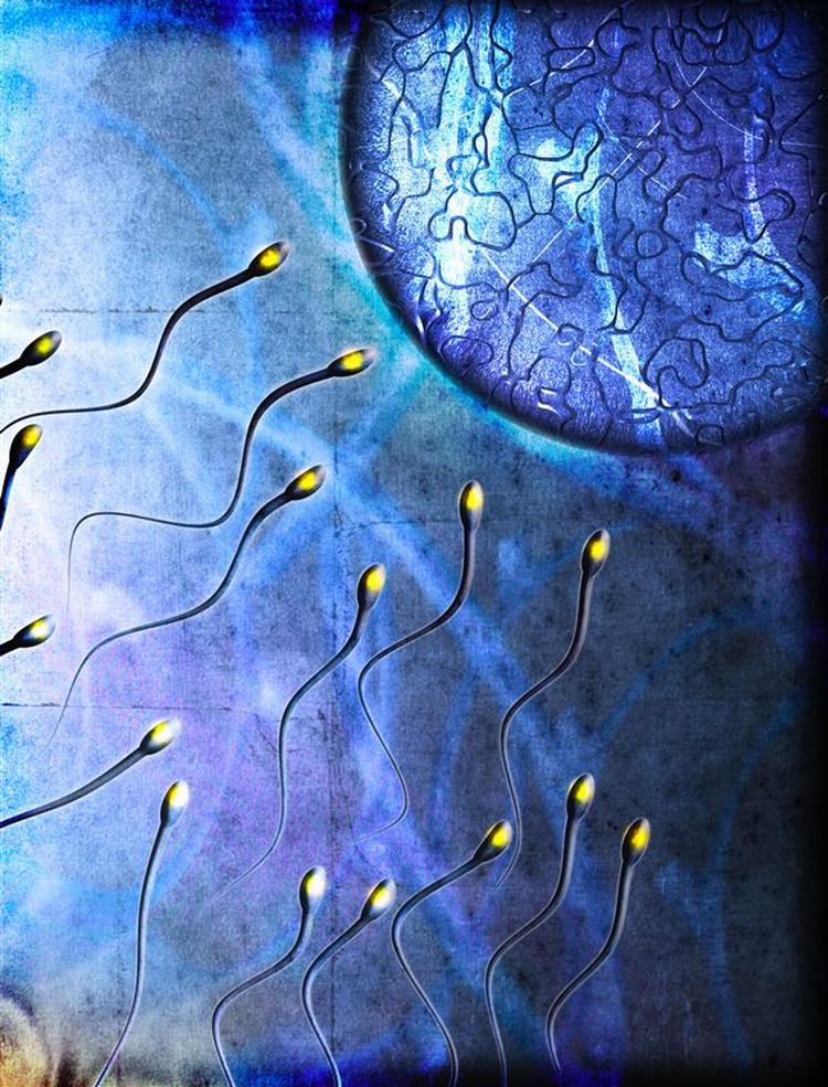 RF - Sperm Swimming Towards Egg