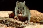Black rat