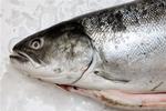 Fisk