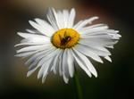 MOLDOVA BEE
