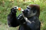 Polo er en såkaldt Silverback gorilla, det vil sige den dominerende han i en gruppe. 