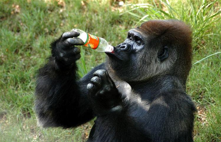 Polo er en såkaldt Silverback gorilla, det vil sige den dominerende han i en gruppe. 