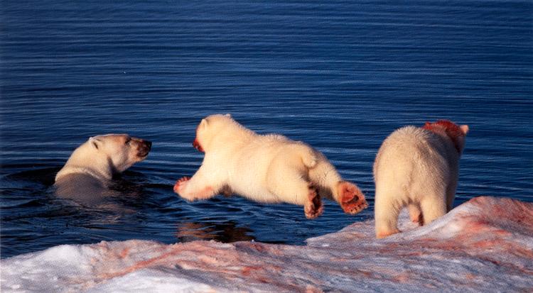 Som en konsekvens af klimaændringerne er den begrænsede tid, isbjørne har til at opbygge nødvendige fedtdepoter inden vinteren, nu forkortet. Foto fra Bogen/Magnus Elander 