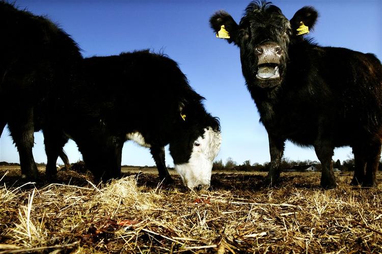 Danskernes store kødforbrug slider på naturen. Køerne skal spise løs af naturen, før de selv skal spises. Og så belaster køerne CO2-regnskabet. Produktion af grøntsager belaster ikke i nær samme grad. Arkivfoto. 