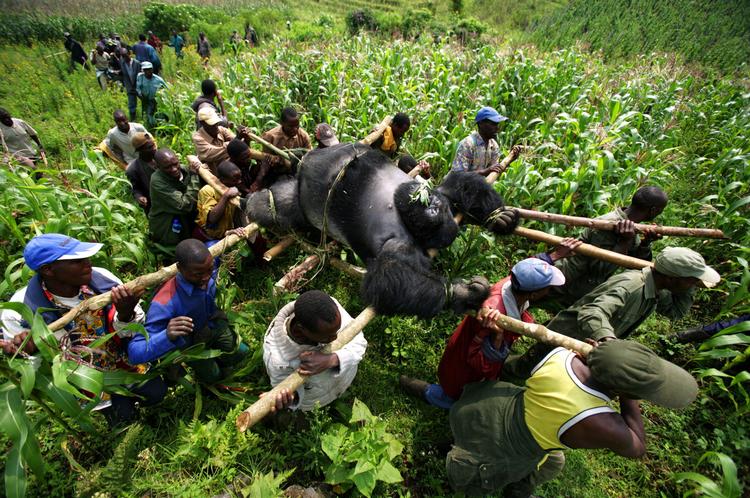 Den sydafrikanske fotograf Brent Stirton vandt førstepris i kategorien 'Aktuelle temaer- enkeltbilleder' med billedet af den døde gorilla der bæres ud af junglen i Congo. 