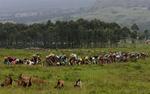 Flygtningestrømmene i den østlige del af DR Congo er enorme. 200.000 er drevet fra deres hjem de seneste to måneder. Nødhjælpen når ikke frem til en stor del af dem, og Røde Kors betegner situationen i landet som en regulær humanitær katastrofe. 