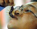 THAILAND CENTIPEDE EATER
