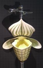 yellow_20orchid
