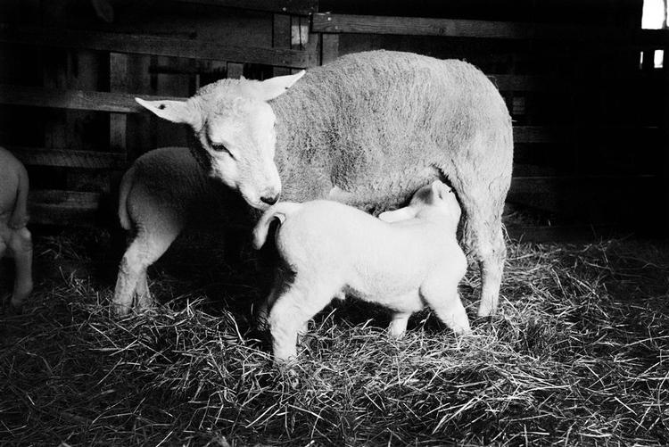 Mennesker skal også nyde godt af fåremælken. Nu er en ny mælk på markedet blevet tildelt årets gourmetpris. 