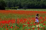 The fields of Flanders where some of the worst battles and heaviest casualties of World War I took place. The poppies of Flanders have since been used on Remembrance Day to symbolise the blood spilled by soldiers. 