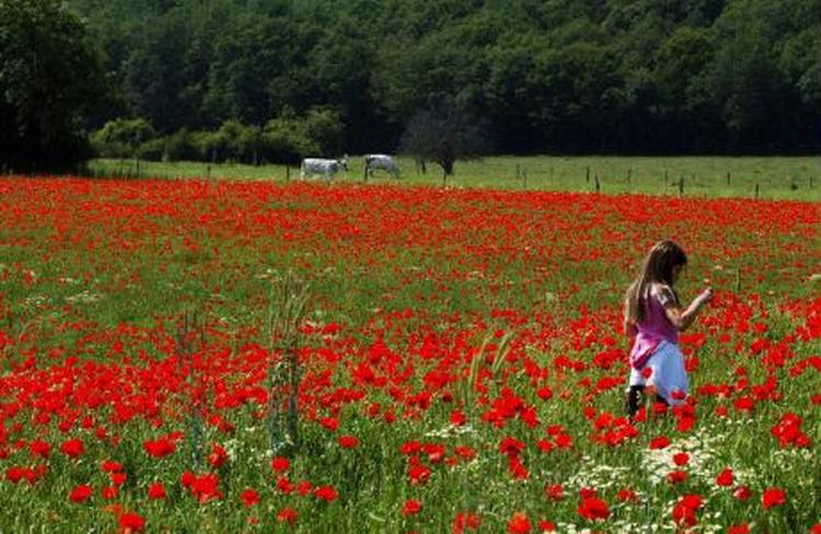 The fields of Flanders where some of the worst battles and heaviest casualties of World War I took place. The poppies of Flanders have since been used on Remembrance Day to symbolise the blood spilled by soldiers. 