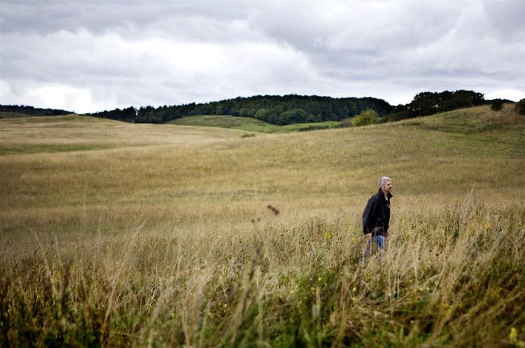 Brakmark på Møn. Den kan komme under ploven, når EUs støtteordning til braklægning bliver afskaffet. Arkivfoto. 