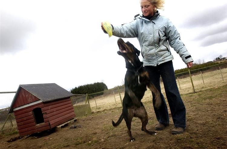 Der er op til 60 procents forskel i pris på at få passet sin hund på landets hundepensioner. 