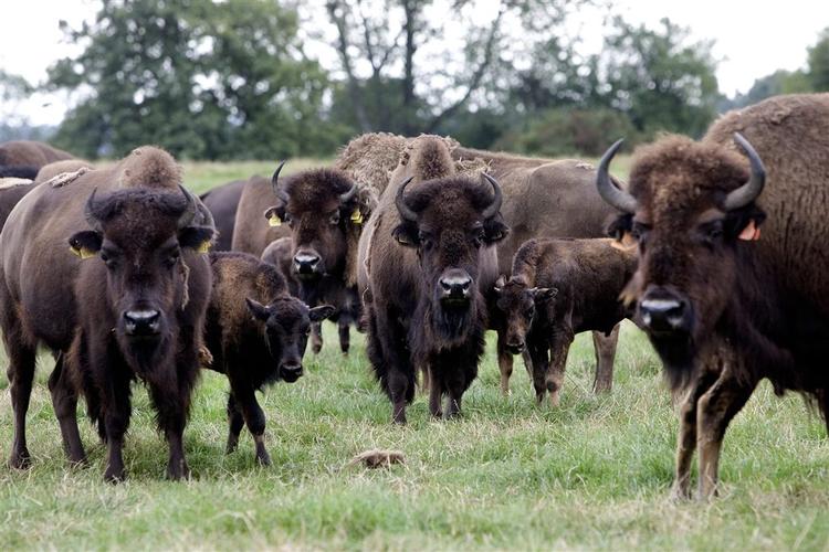 Politiet afliver fire afkræftede bisonokser på Læsø. Ejeren anklages for vanrøgt, men afviser beskyldningerne. Okserne på billedet har ikke noget med historien at gøre. Arkivfoto. 