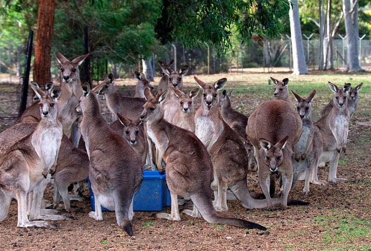 Nysgerrige kænguruer samles omkring mad uden for et forskningscenter ved Sydney i Australien. Forskere har studeret dyrets dna og fundet ud af, at kænguruen oprindeligt stammer fra Kina. Arkivfoto. 