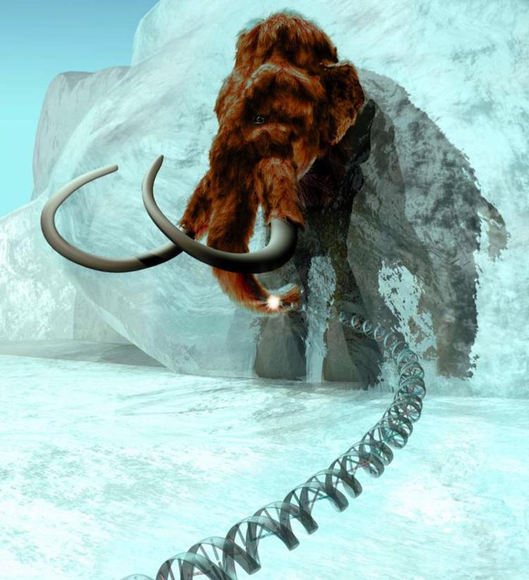 Det er lykkedes for et forskerteam at sammensætte 80 procent af et mammut-gen. 