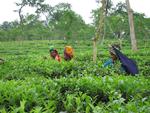 Teen plukkes i Bangladesh. Te-plukkere i Indien, Sri Lanka og Bangladesh lever slidsomme liv.  De får tilsyneladende ikke megen hjælp fra Max Havelaar Fairtrade, hævder DR-dokumentar.Foto: Lotte La Cour 