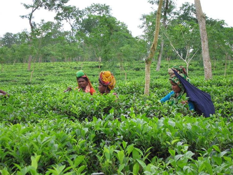 Teen plukkes i Bangladesh. Te-plukkere i Indien, Sri Lanka og Bangladesh lever slidsomme liv.  De får tilsyneladende ikke megen hjælp fra Max Havelaar Fairtrade, hævder DR-dokumentar.Foto: Lotte La Cour 