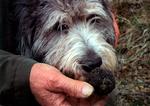 lox_tr_ffel_29-11-2008_MC68FOL.jpg