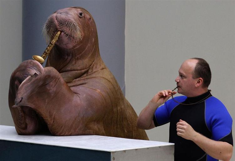 Hvalrossen Sara og hendes russiske træner Sergij optræder i Istanbul i Tyrkiet. 