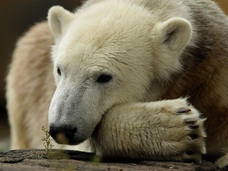 Knut er vokset fra nuttet unge til en fuldvoksen isbjørn. Her et foto fra september i år. 