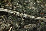 Den invasive havemyre Lasius neglectus'kolonier består af cirka ti gange så mange myrer som den almindelige sorte havemyre. Arkivfoto. 