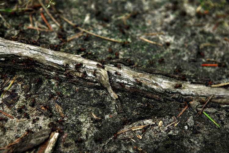Den invasive havemyre Lasius neglectus'kolonier består af cirka ti gange så mange myrer som den almindelige sorte havemyre. Arkivfoto. 