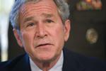 Bush