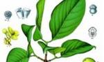 Plantestoffer fra planten Garcinia Cambogia er giftige og må ikike være i kosttilskud, fastslår Fødevarestyrelsen. 