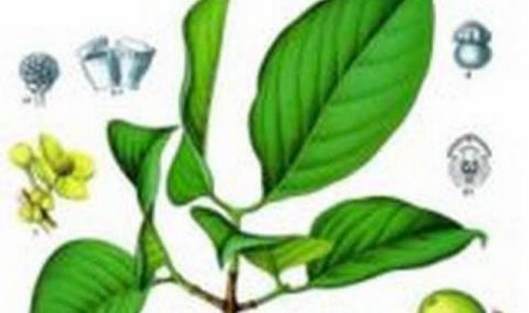 Plantestoffer fra planten Garcinia Cambogia er giftige og må ikike være i kosttilskud, fastslår Fødevarestyrelsen. 