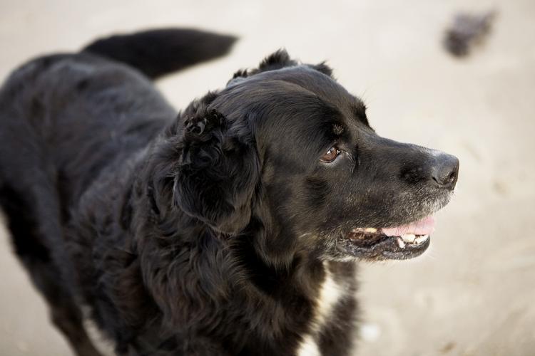 Hunde har mere sammensatte følelser, end man normalt forbinder med dyr, viser et forsøg med hunde. Arkivfoto 