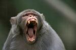 Monkey howling