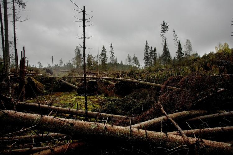 Væltet skov efter orkan. 