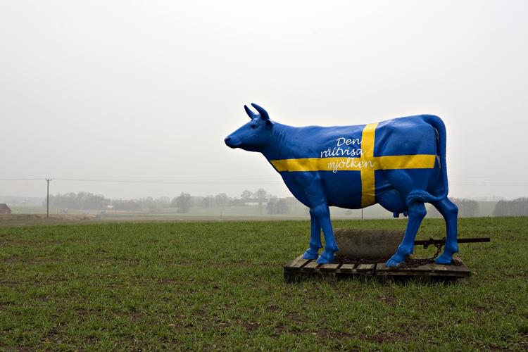 Denne svenske udgave af 'Cow Parade' så næsten levende ud på den øde mark i Karlsfält, området, hvor politiken.dk startede med at lede efter jordskælvets epicenter. 
