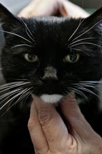 Der findes ikke noget foto af Ernest, så her er katten Untamo fra Felinas Katteklinik, hvor katte behandles med kiropraktik. 