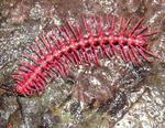 Den såkaldte 'Dragon-millipede' - Desmoxytes purpurosea' - blev fundet i Thailand. Dyret producerer cyanid. 