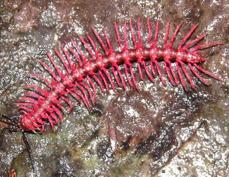 Den såkaldte 'Dragon-millipede' - Desmoxytes purpurosea' - blev fundet i Thailand. Dyret producerer cyanid. 