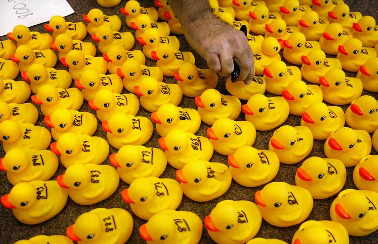 Badeænders svømmehastighed bruges også til almindelig underholdning. Her forberedes et årligt løb i USA. Arkivfoto. 