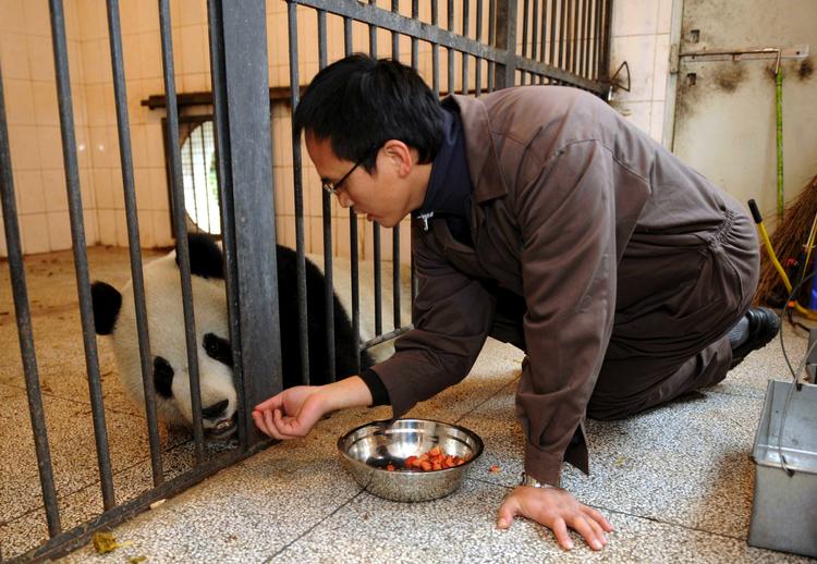 Dene ene af de to panda-bjørne Yuan Yuan, sammen med en dyrepasser i zoo i Taipei. Den anden panda hedder Tuan Tuan. Sammen betyder de to navne 'genforening'. 