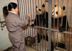 China Taiwan Pandas