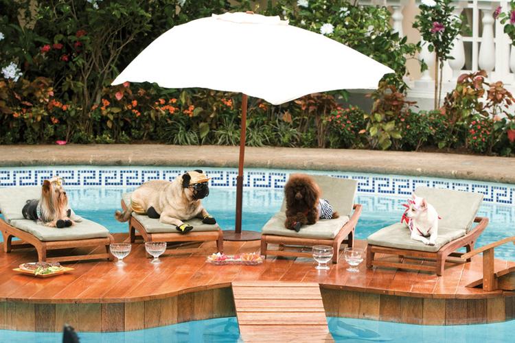 Et hundeliv i Disneys nye tøse-og-hundefilm 'Beverly Hills Chihuahua'. 