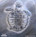 Den absolut mest velbevarede fossile skildpadde i Danmark. 10, 5 cm. i længden. Fotograf: Bent Lindow 