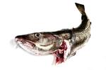 I de senere år har både fiskehandlere og sushirestauranterne kunnet mærke en stigende interesse for sushi nytårsaften, men det er dog ikke noget, der er ved at udkonkurrere nytårstorsken. 