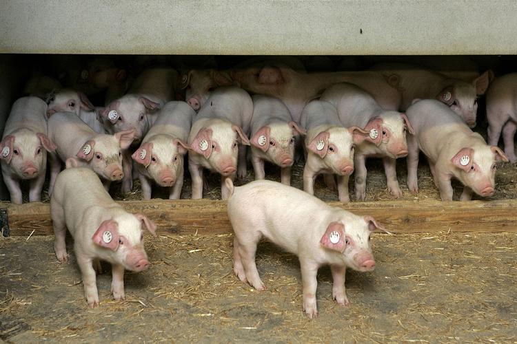 Salmonella optræder dobbelt så ofte hos svin, der bliver opdrættet i stalde i forhold til dem, der bliver opdrættet i det fri. Arkivfoto. 