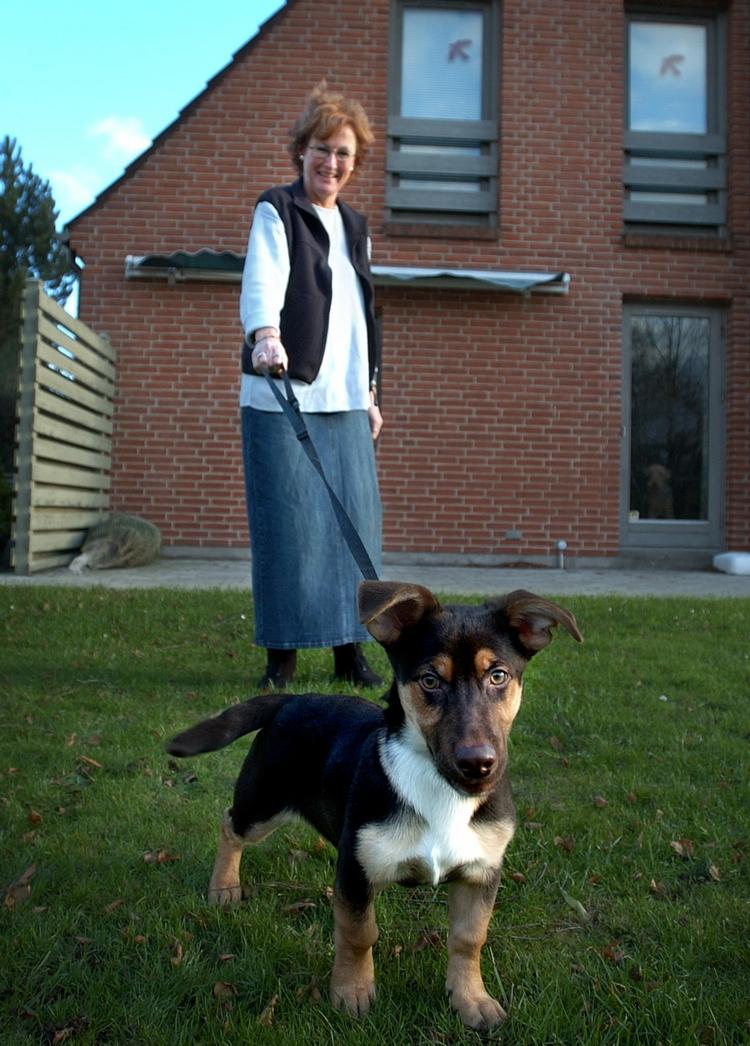 12 hundehvalpe blev i dag aflivet, efter de blev forsøgt indsmuglet fra Tyskland til Danmark. Arkivfoto. 