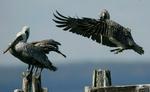 Pelican Landing