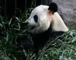 CHINA MAN BITES PANDA
