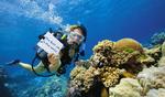 Snorkling og fodring af fisk er en del af pligterne i 'Verdens bedste job'. Billedet her stammer fra turistkontoret i Queensland, Australien. 